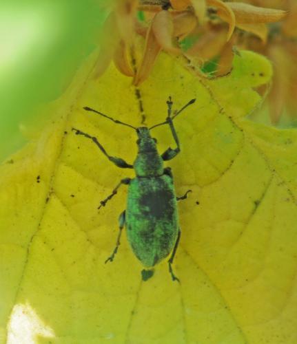 Réf. 259 414 : Phyllobius pomaceus